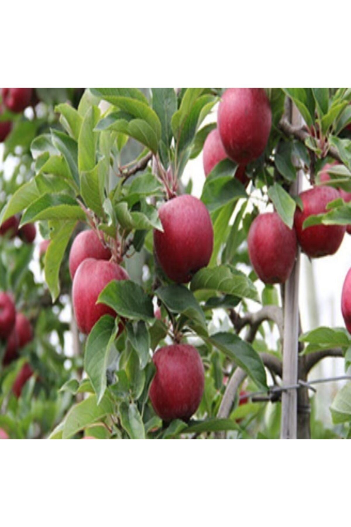 Elma Ağacı Galaval 3 Yaş 100 Cm 120 Cm
