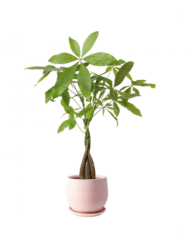 Örgülü Para Çiçeği 40Cm-60Cm