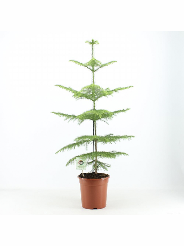 Arokarya Salon Çamı Fidanı 20Cm-40Cm