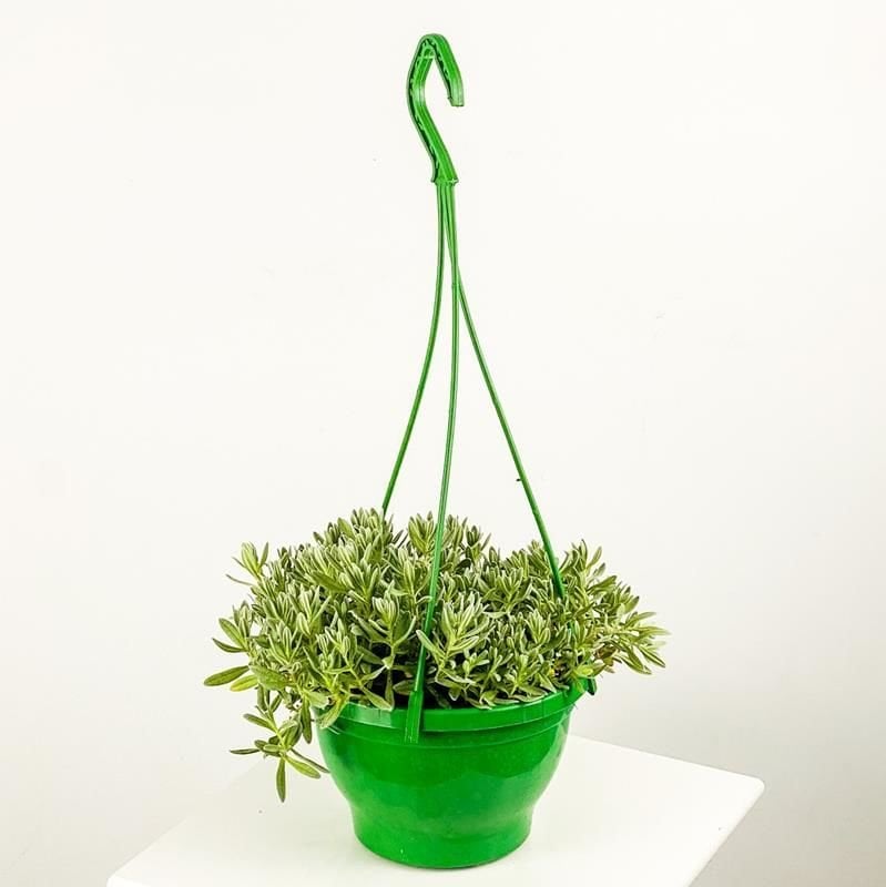 Fare Kulağı Çiçeği Askılı Saksı 20Cm-40Cm
