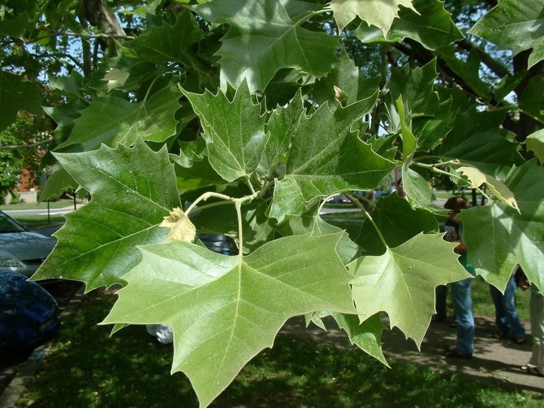 Çınar Ağacı Fidanı 150Cm-200Cm