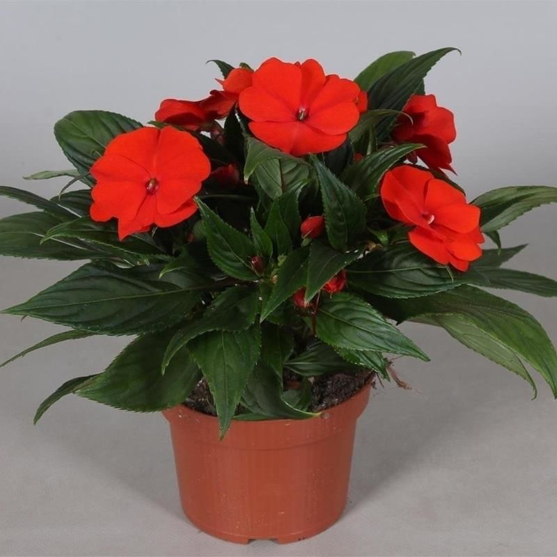 Kırmızı Cam Güzeli Fidanı 20Cm-40Cm