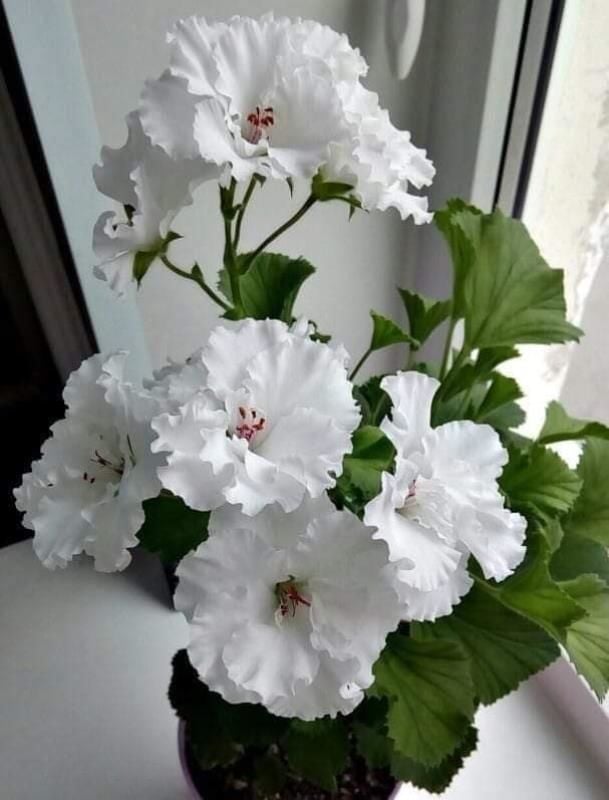 Beyaz Yumrulu Begonya Çiçeği 20Cm-40Cm
