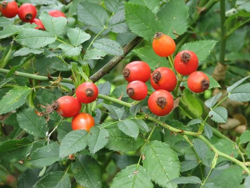 Rosa Canina Dikenli Kuşburnu Fidanı 40-60Cm