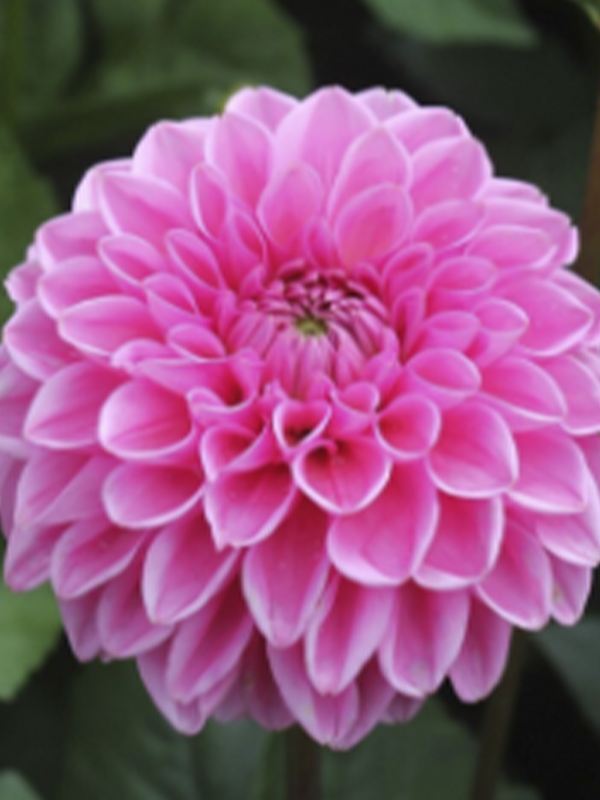 Pembe Dahlia Fidanı 20 Cm 40 Cm