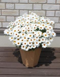 Beyaz Çeşme Papatyası Çiçeği Fidanı 20Cm-40Cm