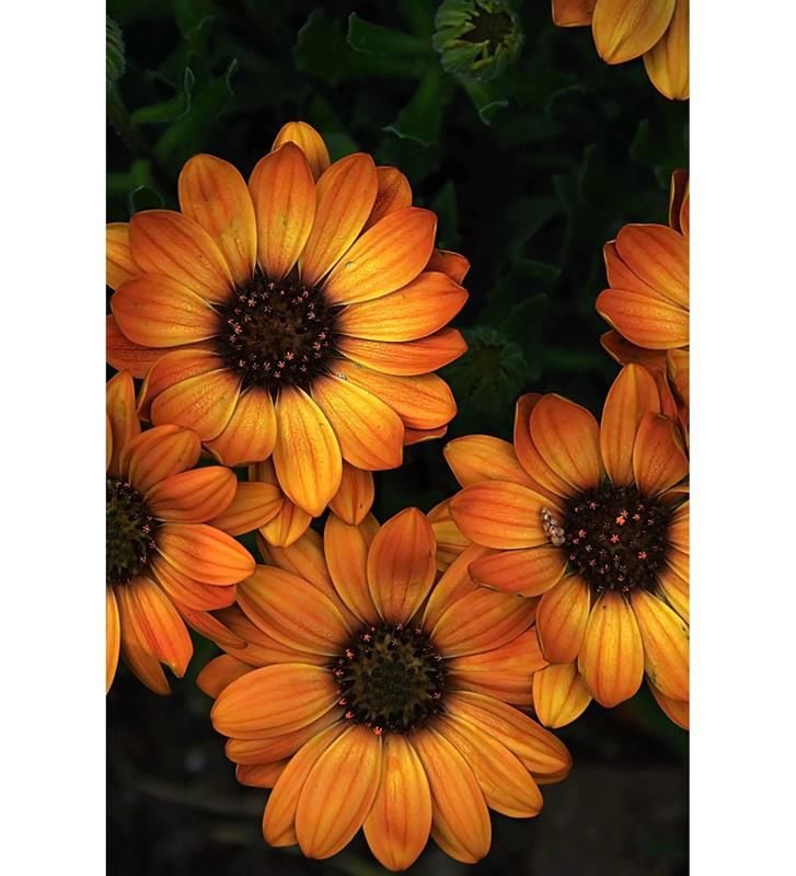 Koyu Kahverengi Bodrum Papatyası Çiçeği Fidanı 20Cm-40Cm