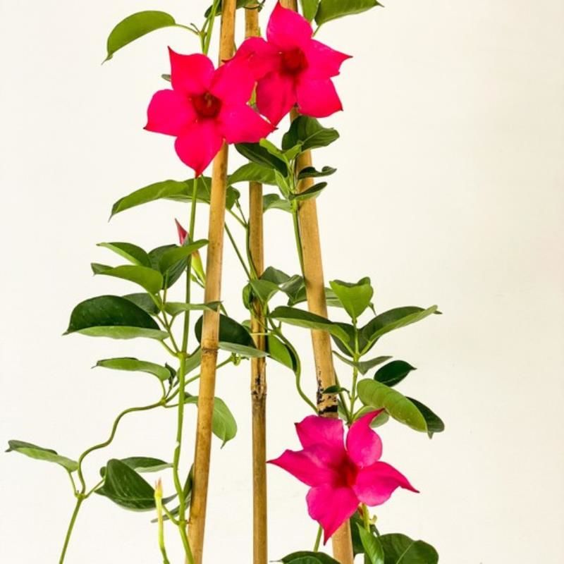 Pembe Mandavilla Çiçeği Fidanı 80Cm-100Cm