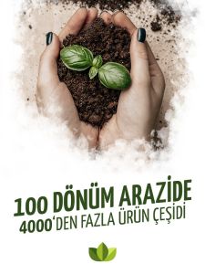 Yeşil Şeflera Çiçeği (Salon / Ofis) 100Cm-120Cm
