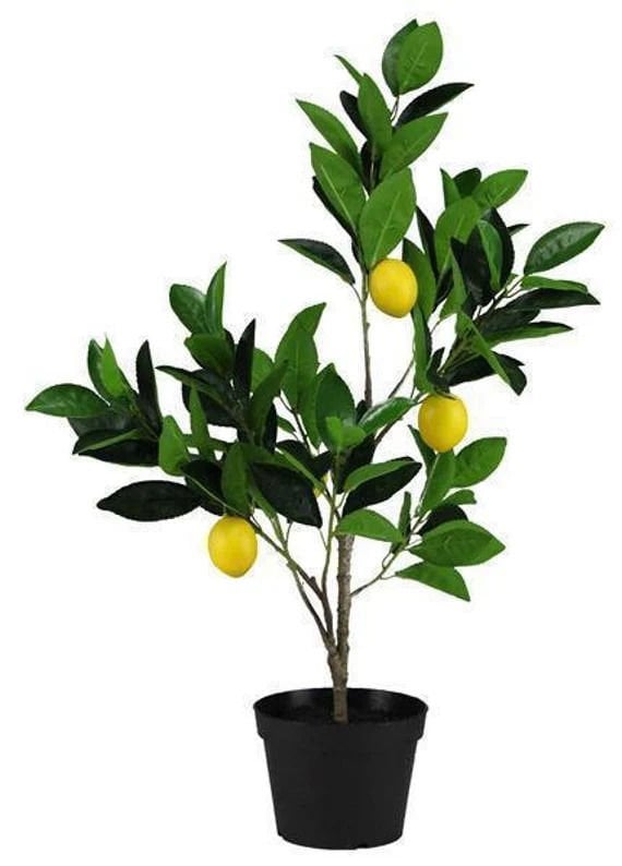 Curaka Limon Ağacı Fidanı 80 Cm 100 Cm (Saksıda)