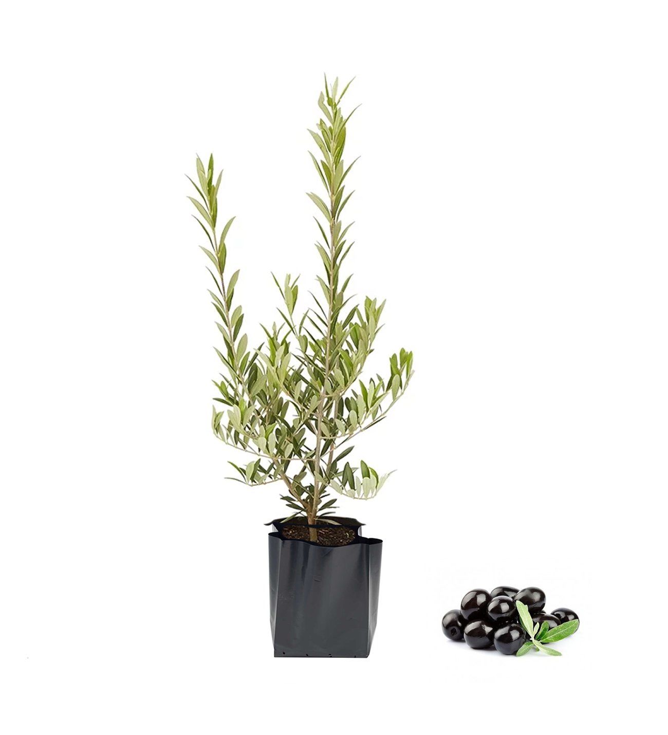 Srk Nitida Bodur Zeytin 60 Cm 80 Cm