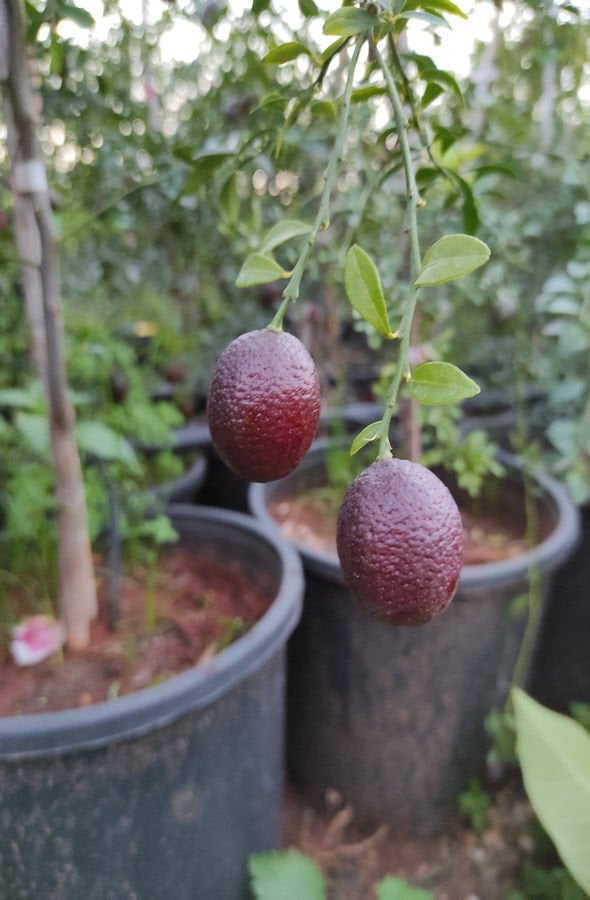 Avustralya Kırmızı Limon Ağacı Fidanı 80 Cm (Saksıda) 100 Cm