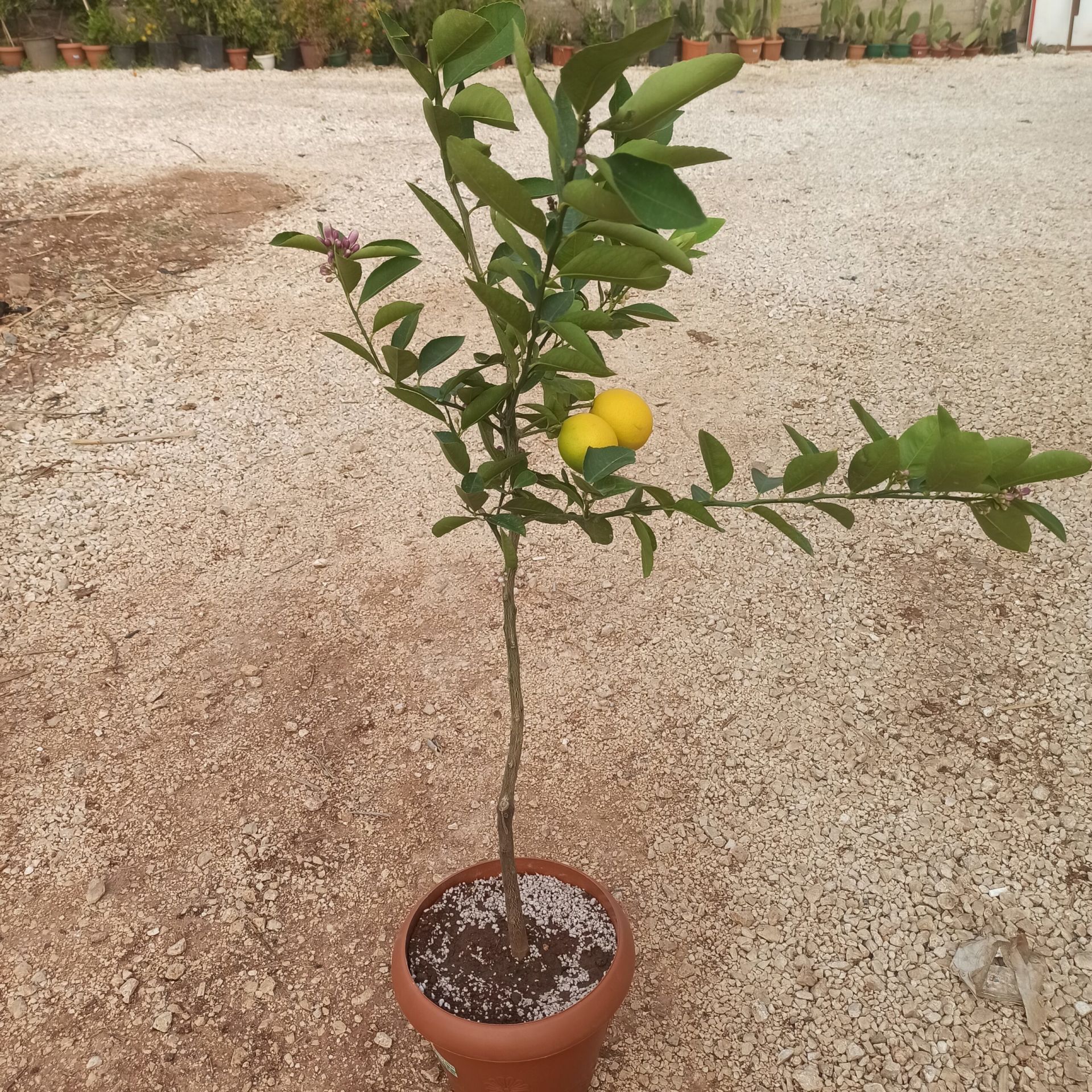 Lime Yeşil Limon Ağacı Fidanı 150 Cm 200 Cm (Saksıda)