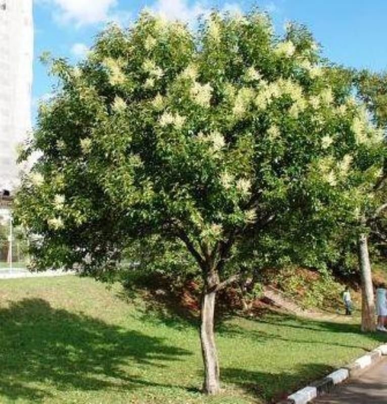 Ağaç Lüküstürüm 80Cm-100Cm