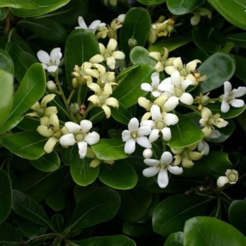 Boylu Yıldız Çalısı Pitosporum 40Cm-60Cm