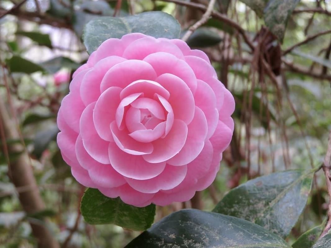 Pembe Kamelya Çiçeği Büyük Boy Saksılı