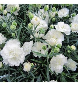 Beyaz Karanfil Çiçeği 60Cm-80Cm