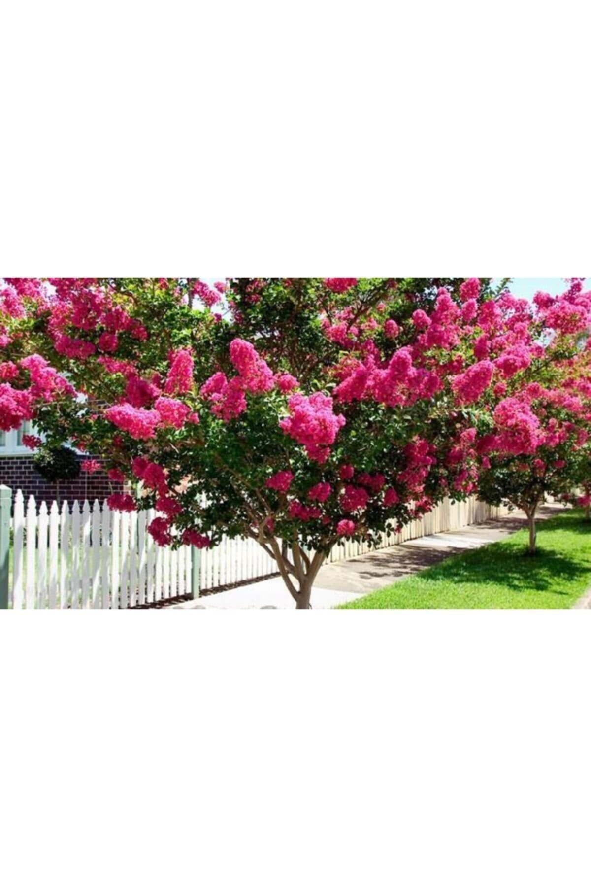 Pembe Oya Tijli Ağaç 200 Cm