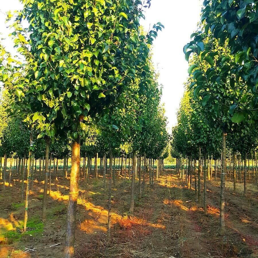 Süs Armut Tijli Ağaç 200 Cm