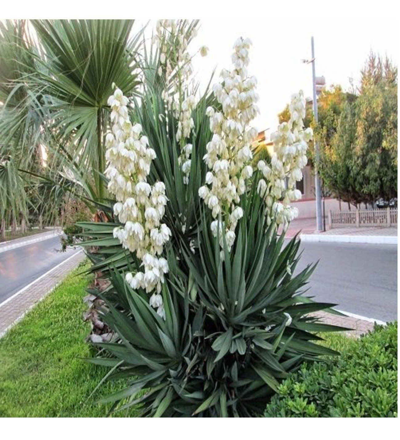 Dış Mekan Avize Çiçeği 20Cm-40Cm