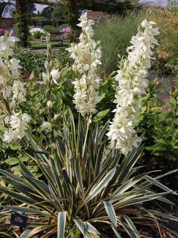 Alacalı Avize Çiçeği 40Cm-60Cm