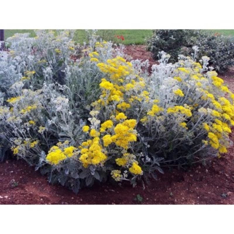 Bahçe Külü Çiçeğüi Fidanı 40Cm-60Cm