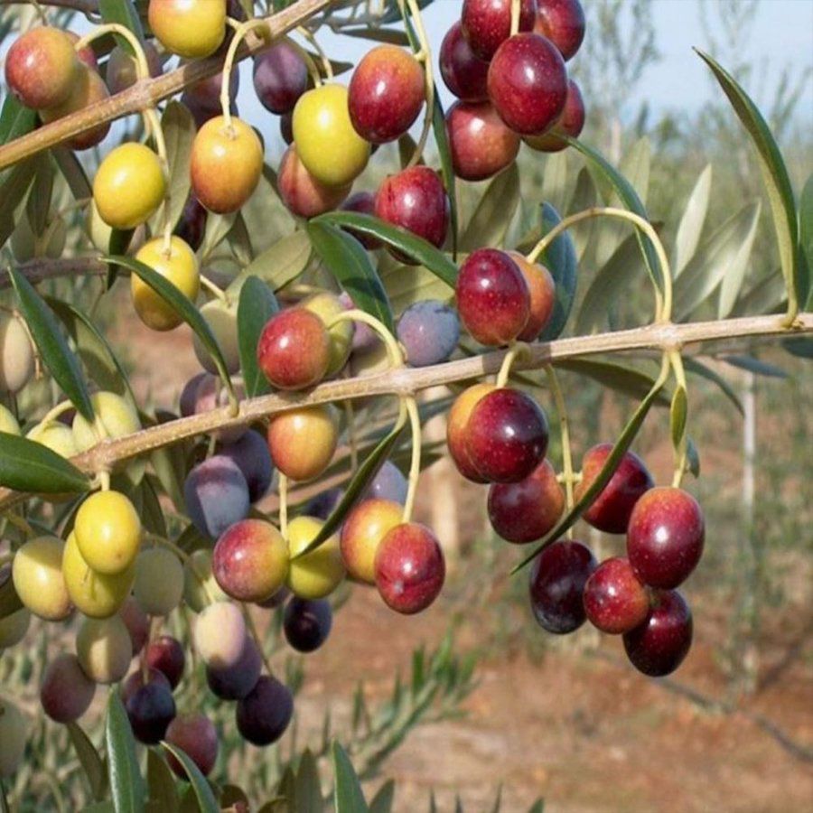 Arbequina Bodur Zeytin 60 Cm 80 Cm