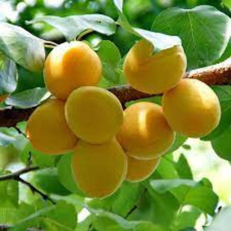 Apricos Iğdır Şalak Kayısı Ağacı Fidanı 3 Yaş 100 Cm 120 Cm