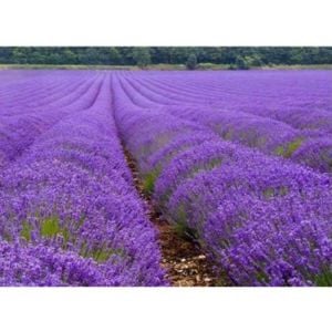 Lavanta (Lavandula) Fidanı 60Cm-80Cm