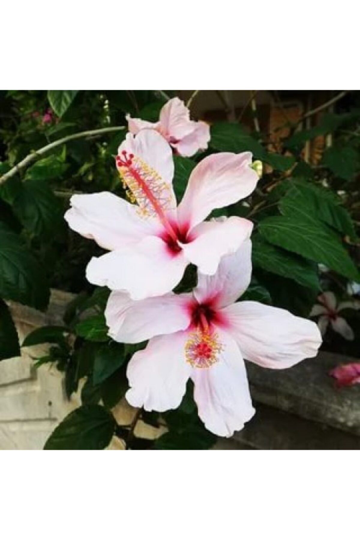 Çin Gülü Çiçeği Fidanı 40Cm-60Cm