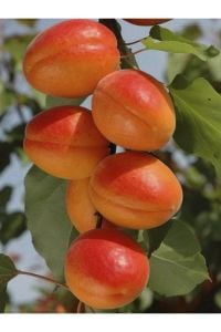 Orange Ruby Kayısı Ağacı Fidanı 100-120 Cm 3 Yaş