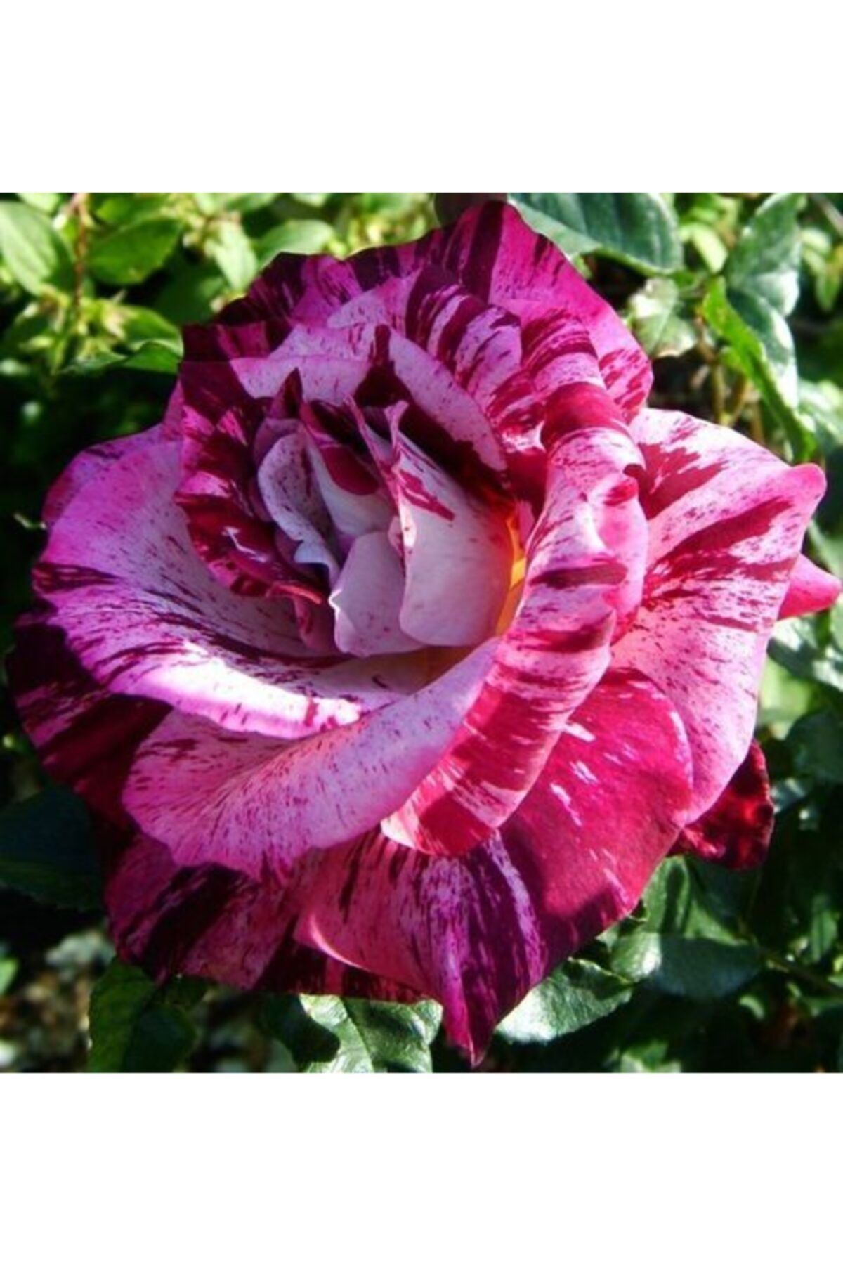 Pembe Kırmızı Çilli Gül 3 60Cm-80Cm
