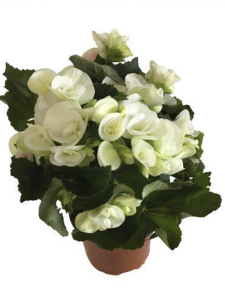 Yeşil Yapraklı Beyaz Çiçekli Küçük Hanım Begonya Fidanı Fidesi 5 cm 15 Cm 30 Adet
