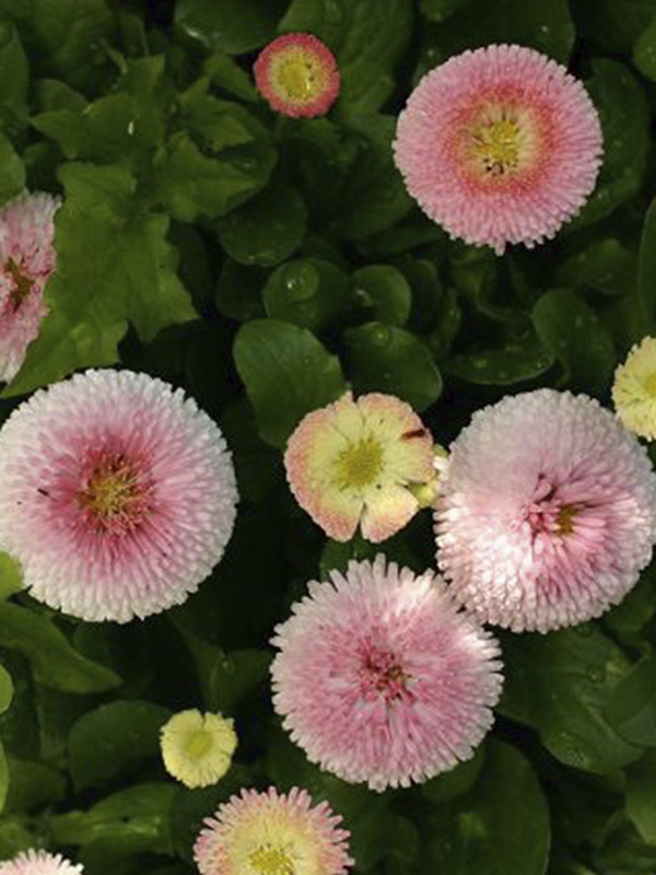 Pembe Şeker Tabağı Çiçeği 5Cm-15Cm 30 Adet