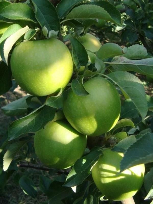 Granny Smith Elma Ağacı 5 Yaş 150-200Cm