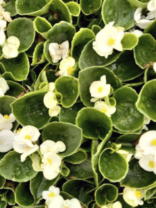 Yeşil Yapraklı Beyaz Çiçekli Küçük Hanım Begonya Fidanı Fidesi 5 cm 15 Cm 10 Adet