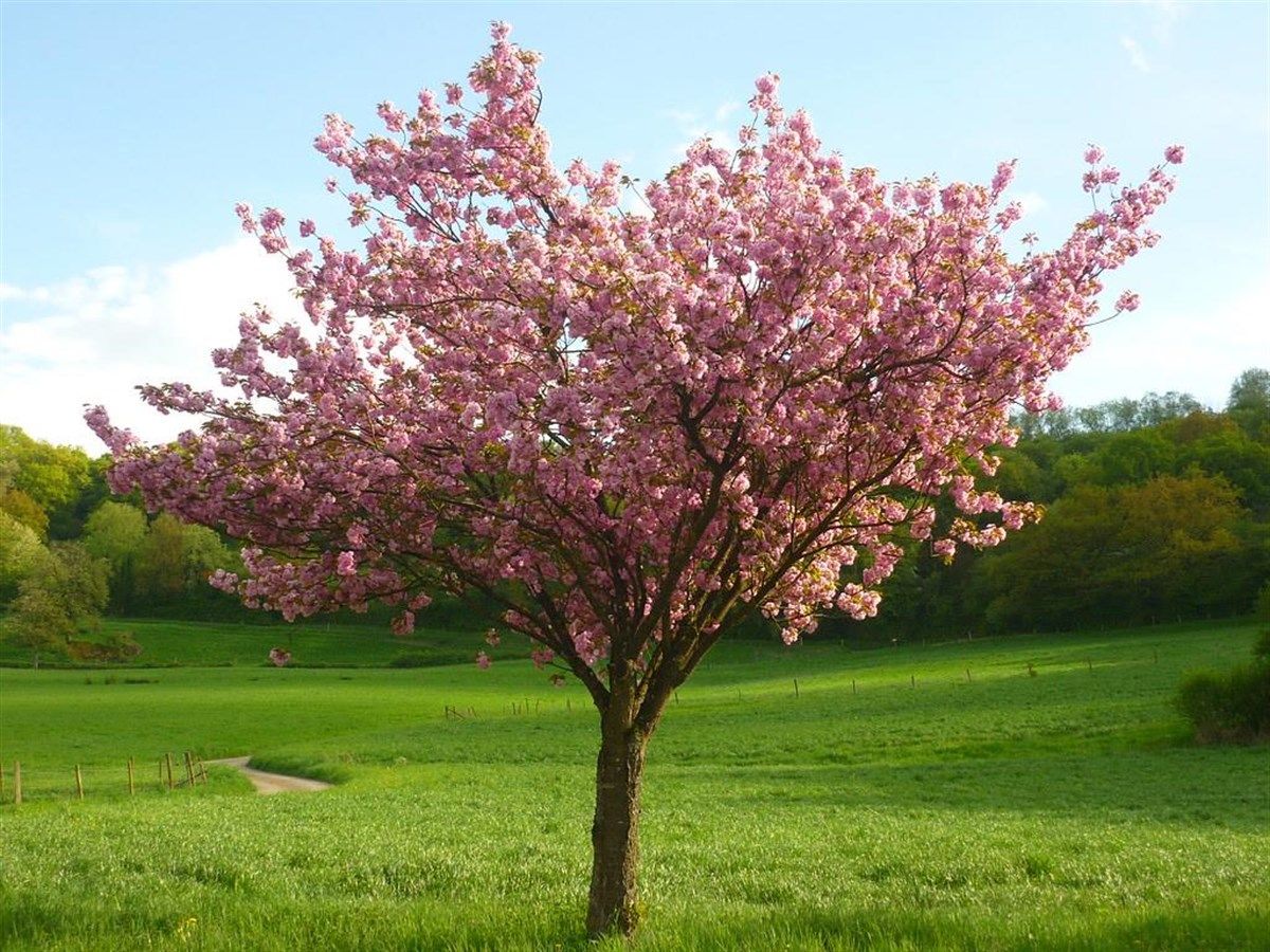 Süs Şeftalisi Tijli Ağaç 200 Cm