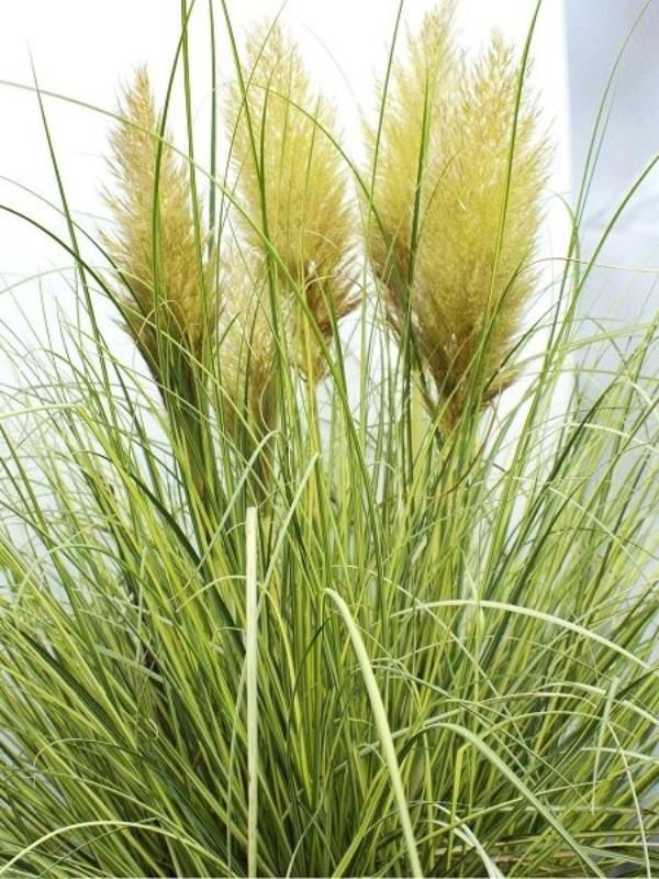 Alacalı Yapraklı Saz Püskülü Pampaz Otu 40Cm-60Cm