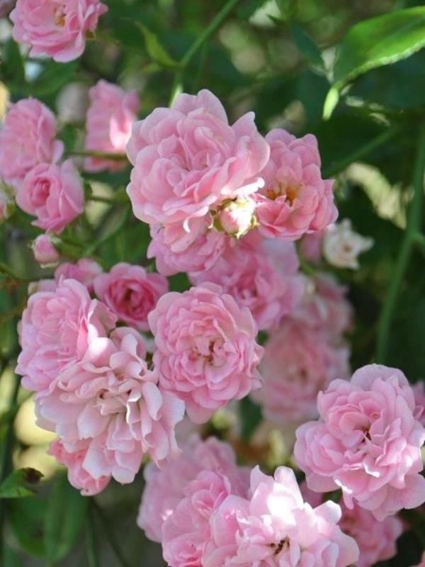 Pembe Minyatür Gül Fidanı 120 Cm 150 Cm