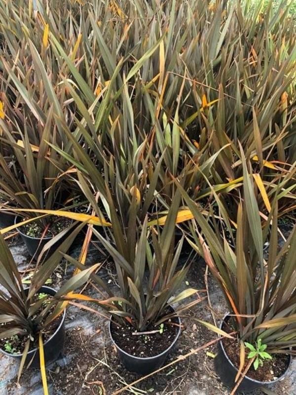 Yeşil Çizgili Kahverengi Yeni Zelanda Keteni Phormium 40Cm-60Cm