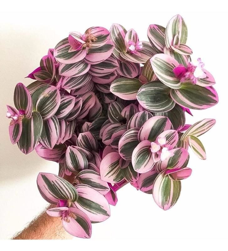 Alacalı Telgraf Çiçeği Fidanı Pembe Yeşil 20Cm-40Cm