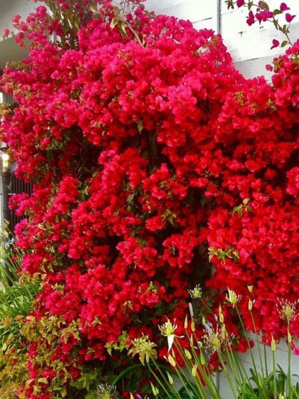 Kırmızı Begonvil Sarmaşığı Çiçeği Fidanı 100Cm-120Cm