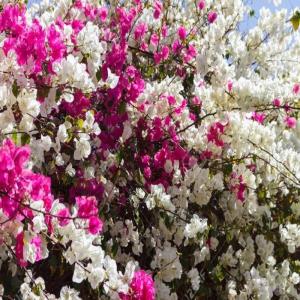 Pembe Beyaz Çift Renk Begonvil Sarmaşığı Çiçeği Fidanı 100Cm-120Cm