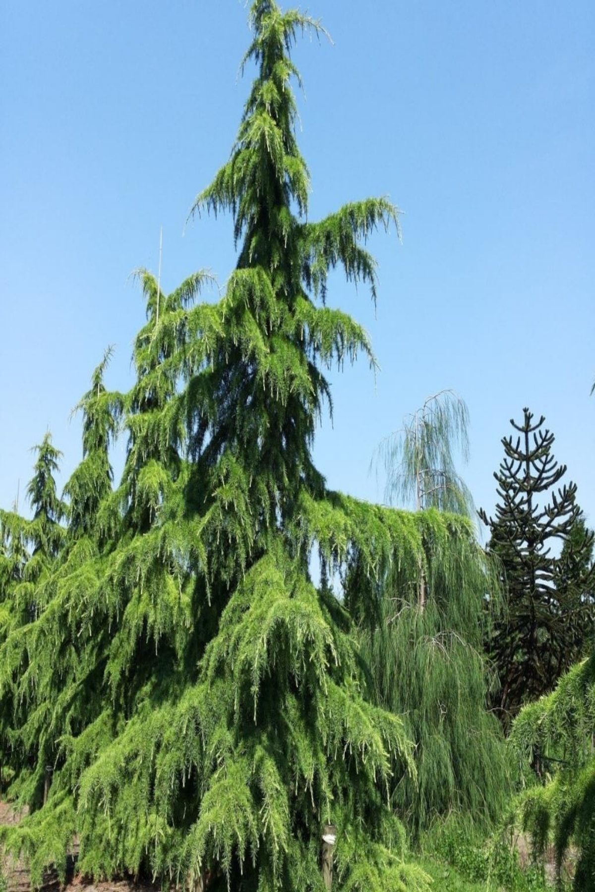 Himalaya Sediri 80Cm-100Cm