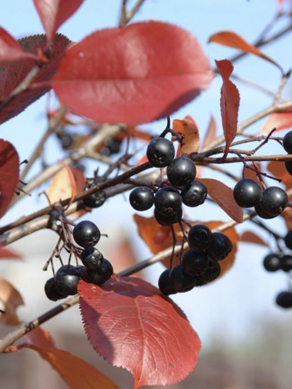 Choke Aronia Berry Fidanı 40 Cm 60 Cm