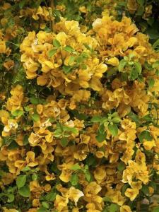Sarı Begonvil Sarmaşığı Çiçeği Fidanı Saksılı 150Cm-200Cm