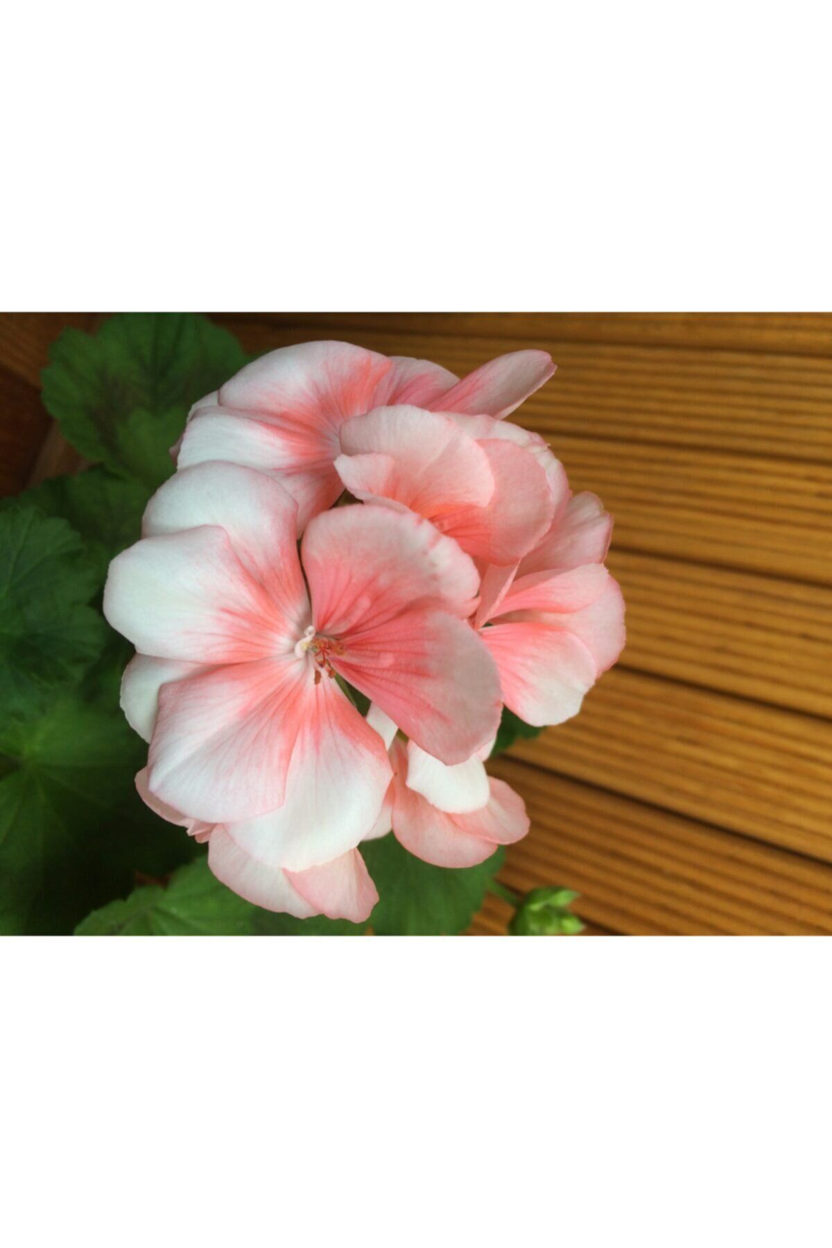 Turuncu Beyaz Alacalı Sardunya Çiçeği Fidanı 10Cm-30Cm