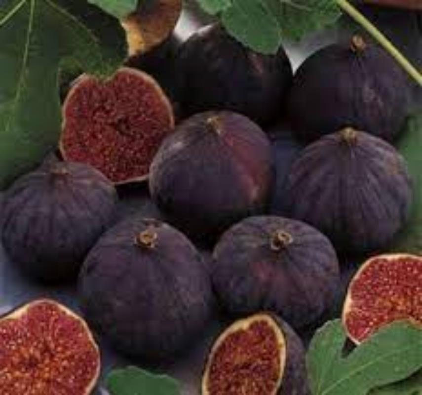Bursa Siyah Kestane Fidanı 5 Yaş 150 Cm 200 Cm