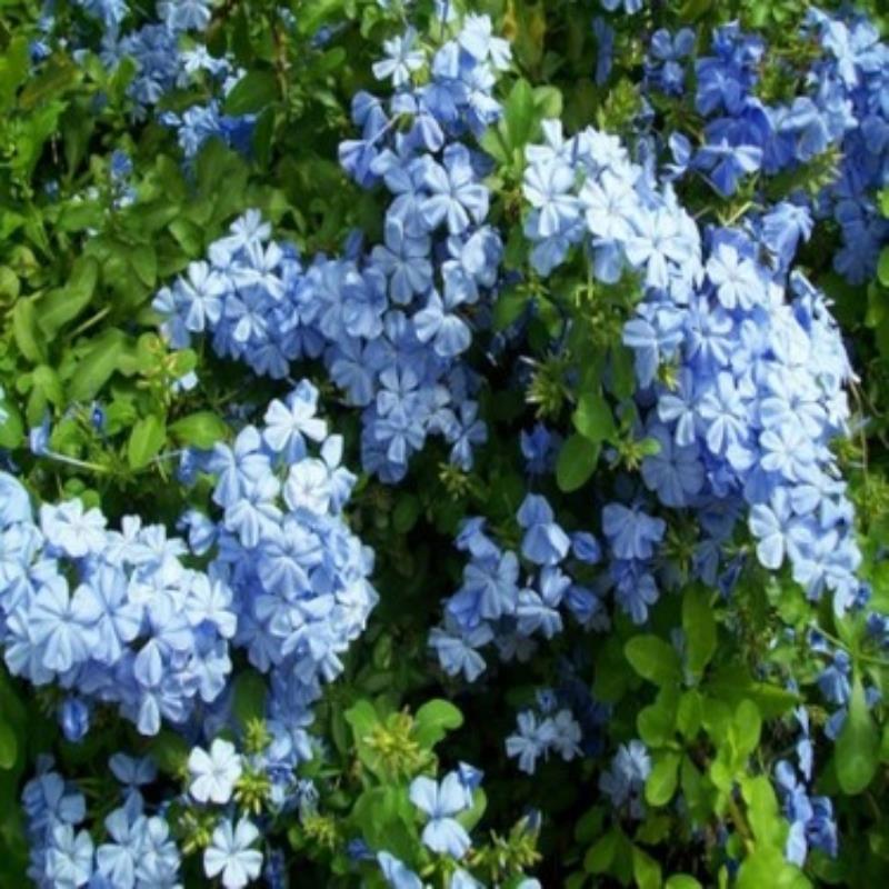 Mavi Yasemin Sarmaşık Çiçeği Fidanı Saksılı 150Cm-200Cm