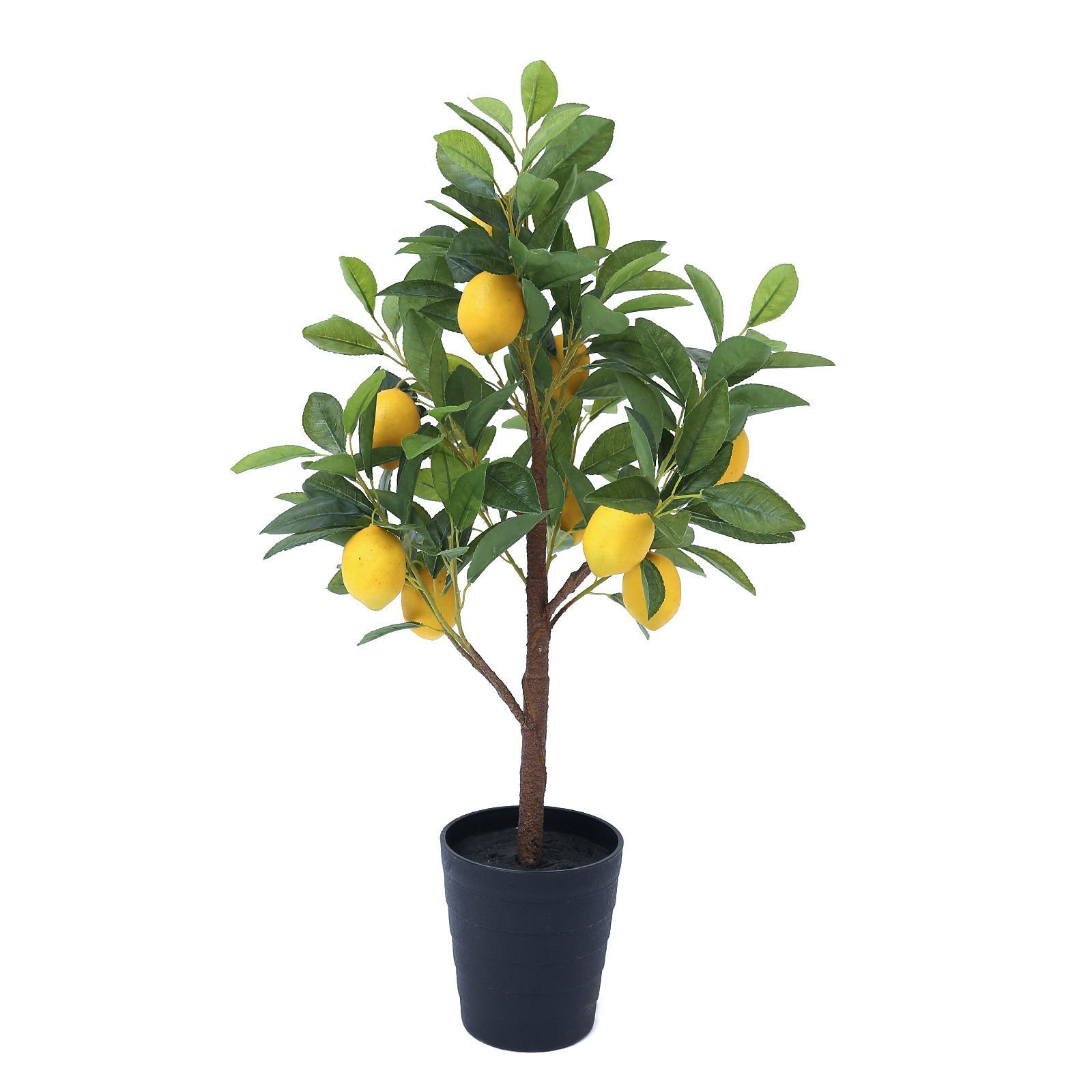 Yediveren Limon Ağacı Fidanı 80 Cm 100 Cm (Saksıda)